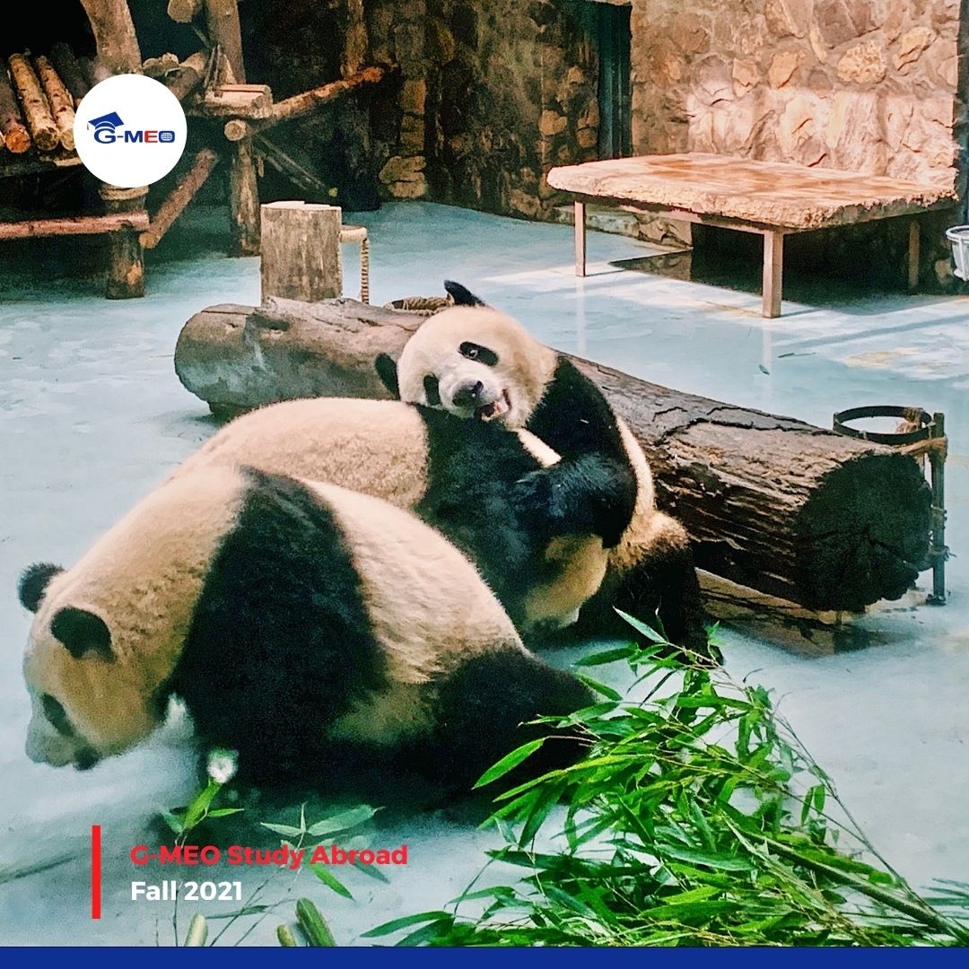 Look how cute the giant pandas are! G-MEO fall 2021 students visited the famous Chengdu Panda Research &amp; Breeding Center!

#fall2021 #panda #studentactivities #studyabroad #studyabroadinchina #studyinchina #studyabroadprogram #internabroadprogram