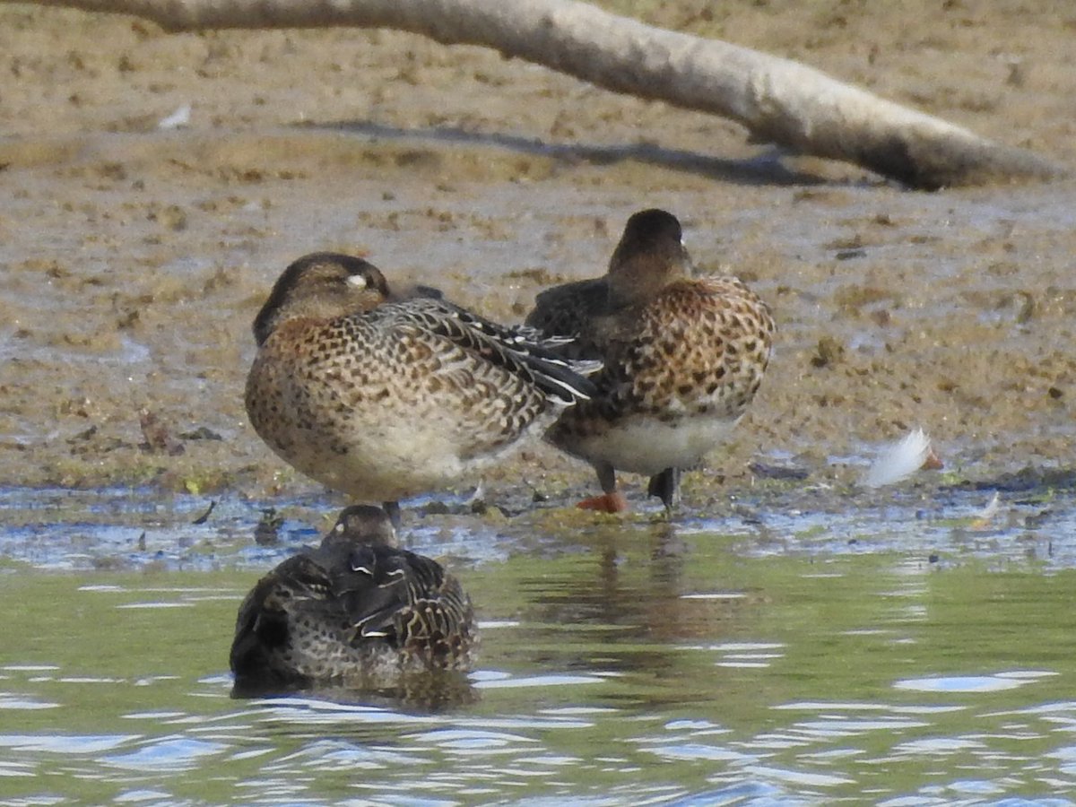 Highlights of my lunchtime visit to #LMGP were the female Pintail still hugging the reeds, a juv/1w Yellow-legged Gull and an intriguing orange tagged Teal - no BTO ring and an amateurish looking tag, so presumably an escape from a collection.