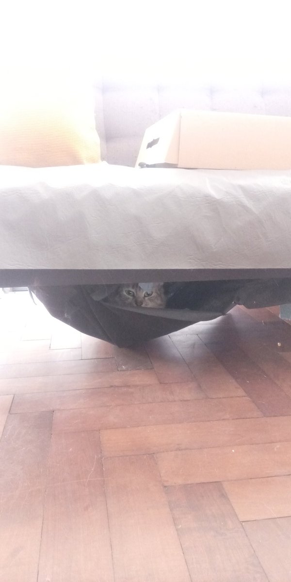 ProletariaTech's tweet photo. La gata rompió la parte de abajo del sillón y se fabricó una hamaca paraguaya. https://t.co/k1CT25J4cS