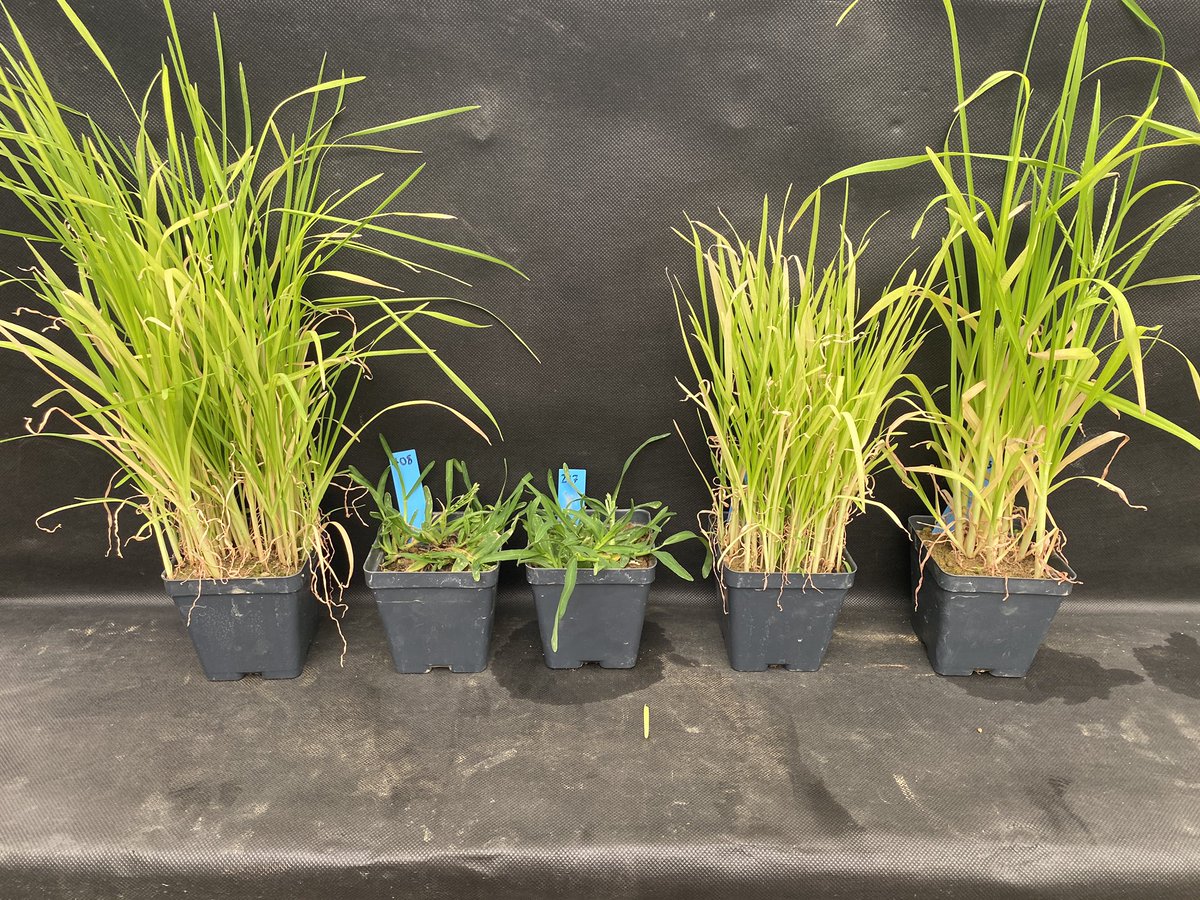 PeppersTurf's tweet photo. Can your PGR program affect whether or not you get goose or crabgrass on your CBG putting greens? L-R: Nontreated, cutless, trimmit, primo, anuew. (A thread) https://t.co/JNL29LFABF