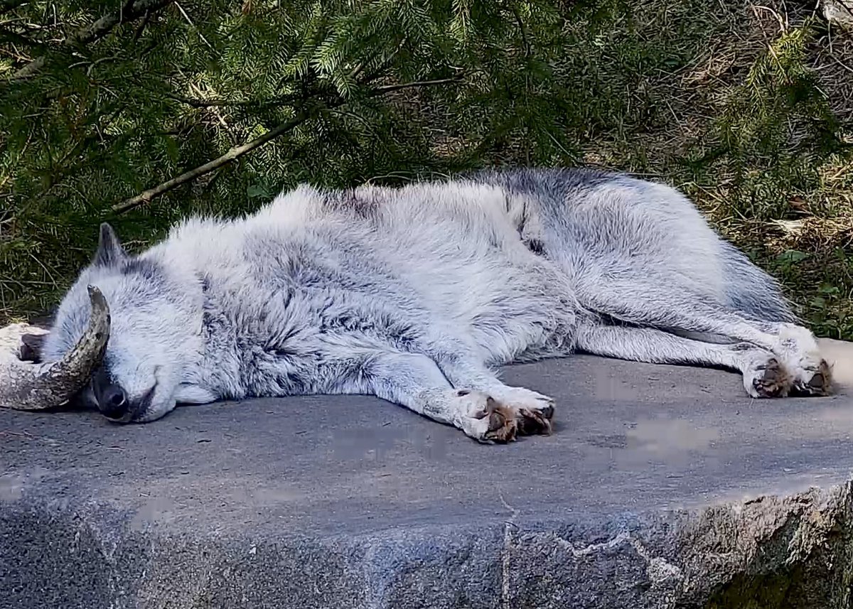 nywolforg's tweet photo. Someone has a case of the Mondays…It’s okay to open your eyes, Zephyr! It’s really not that bad!
Join the moody beauty now on #Twitch ➡️ https://t.co/qLRBpfDJif https://t.co/gqoFvqrkzG