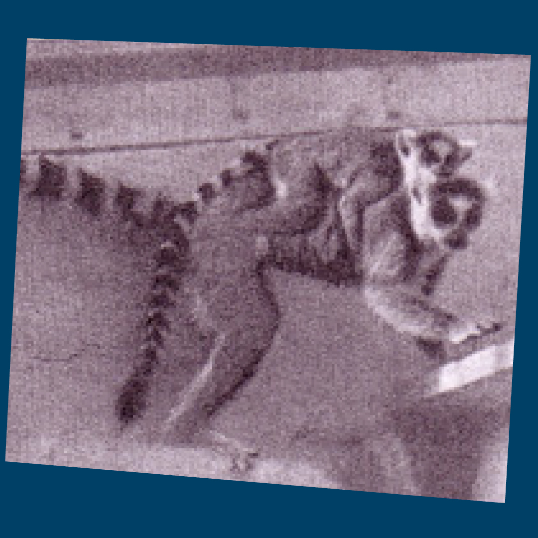 NYGASP's tweet photo. W.S. Gilbert was born on this date in 1836. In honor of his birthday we once again share photos of Gilbert's beloved Lemurs.
#nygasp #lemur
#wsgilbert https://t.co/1EIPNcwID4