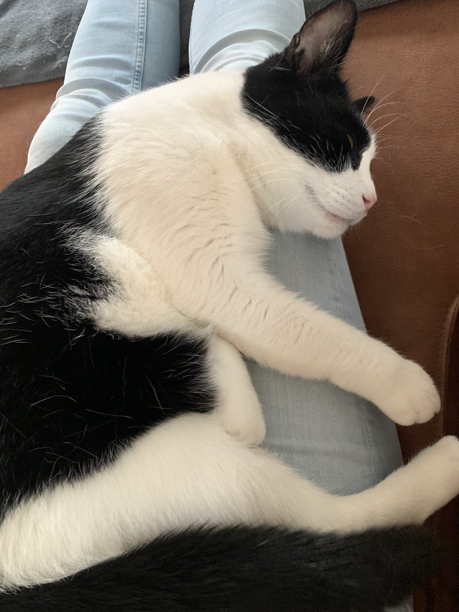 NHeisterkamp's tweet photo. Migo had een zware dag; slapen op de slaapbank, stoel en wat eten. Uitgeput of niet: dit is ons knuffelmoment vd dag ☺️☺️. #katten #katers https://t.co/aMQOLYJsKb