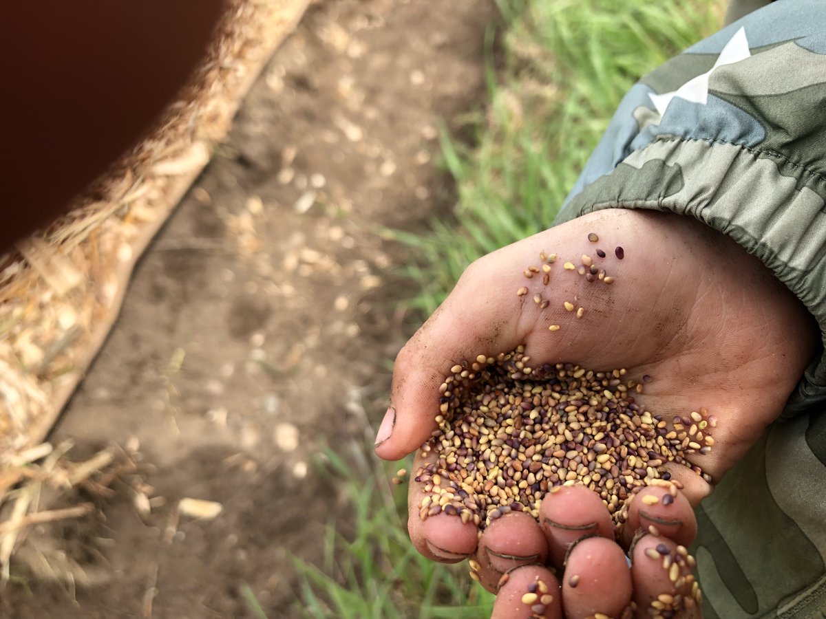 ShoreshTO's tweet photo. L’dor V’dor– from generation to generation. We save seeds to preserve food culture, to carry on the heirloom varieties that have planted for generations; to empower ourselves to be more food secure; to reduce waste and save money. It’s easy, too! Are you saving seeds this year? https://t.co/dzpawnIiud
