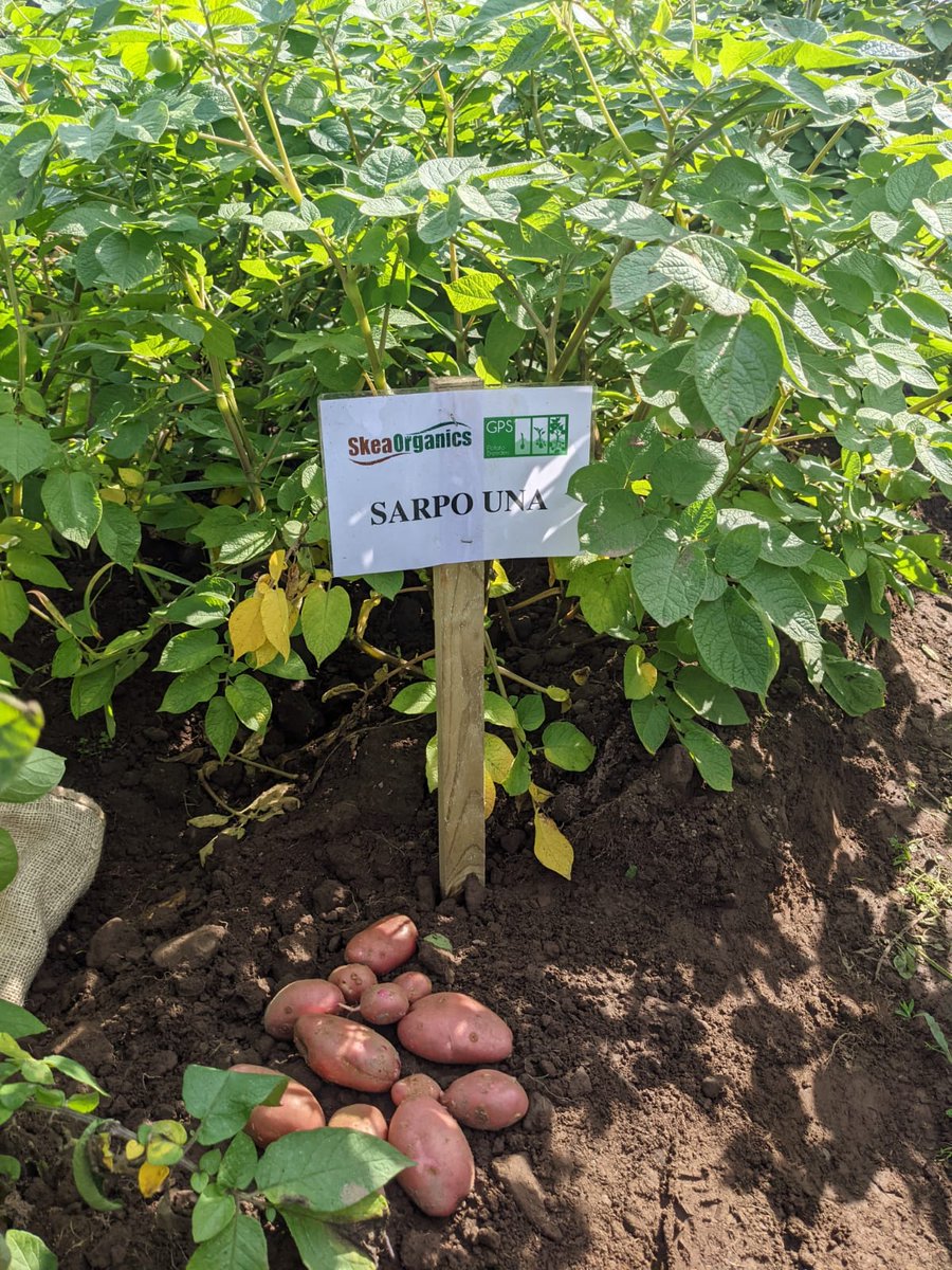 PotatoHouseUK's tweet photo. Blight resistant potatoes – marketing ploy or hard facts?
Varieties are independently tested - when we say blight resistant, we really mean that.
https://t.co/Hcp8sQeSVr
#blightresistant
#seedpotatoes https://t.co/JMmGPhJrXn