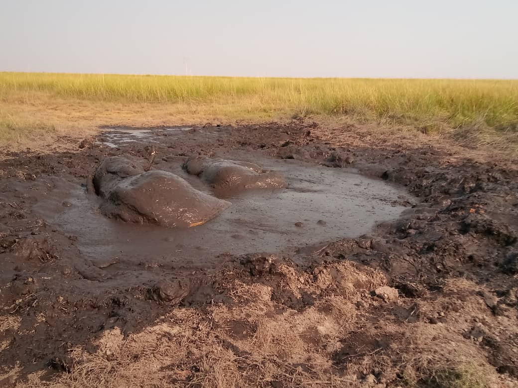 CitysFElephants's tweet photo. Botswana • Chobe • Kavimba
I recently tweeted about an elephant who was stuck in a muddy hole for 3 days. Unfortunately, despite the help of #DWNP, the elephant did not survive.
2... https://t.co/aZsahnrKhk