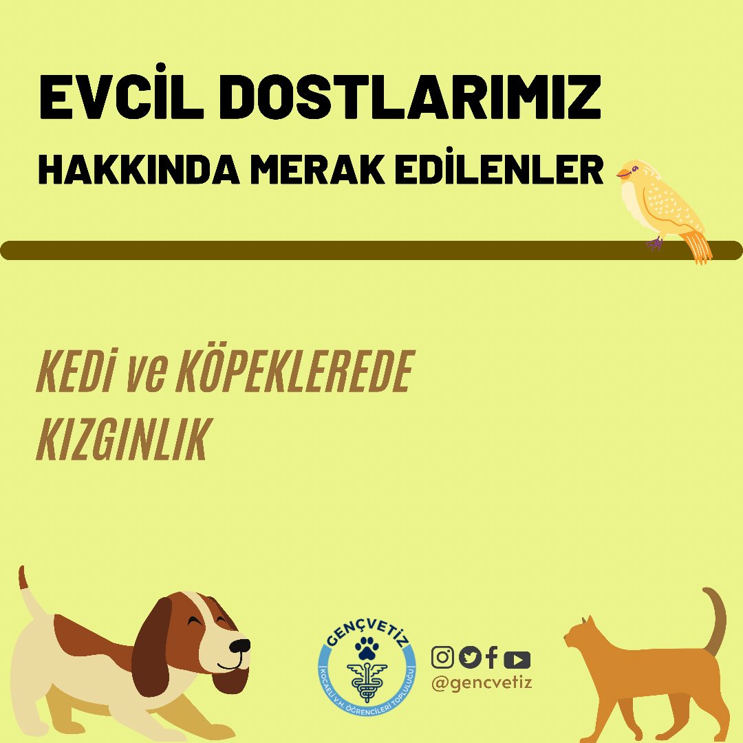 gencvetiz's tweet photo. Evcil Dostlarımız Hakkında Merak Edilenler Serimizin bu hafta ki konusu “Kedi ve Köpeklerde Kızgınlık” ✨ #kedi #köpek #veteriner #hekim #veterinerlik #evcilhayvan #evcildost #gencvetiz https://t.co/dNaGWVZtHl