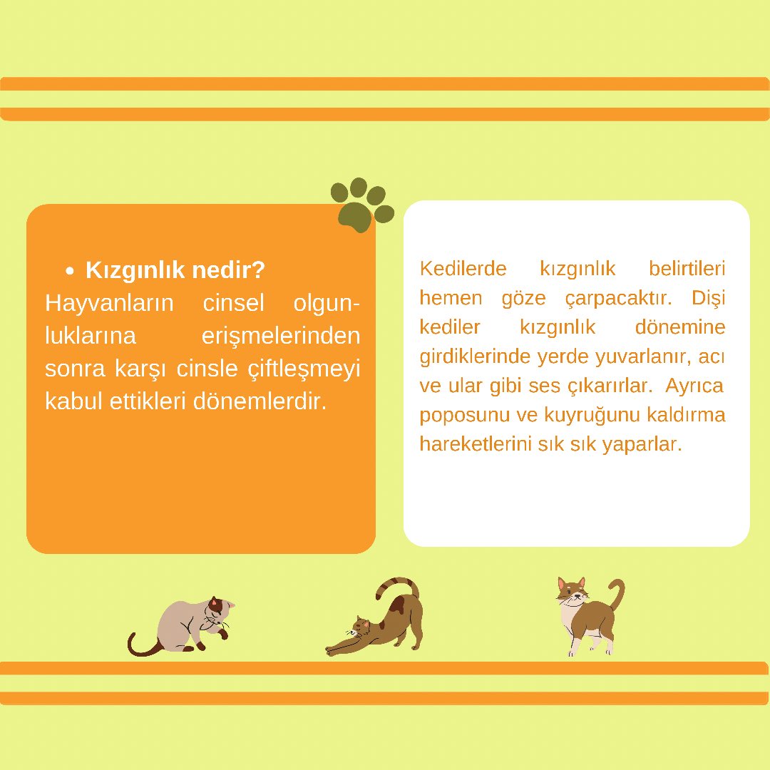 gencvetiz's tweet photo. Evcil Dostlarımız Hakkında Merak Edilenler Serimizin bu hafta ki konusu “Kedi ve Köpeklerde Kızgınlık” ✨ #kedi #köpek #veteriner #hekim #veterinerlik #evcilhayvan #evcildost #gencvetiz https://t.co/dNaGWVZtHl