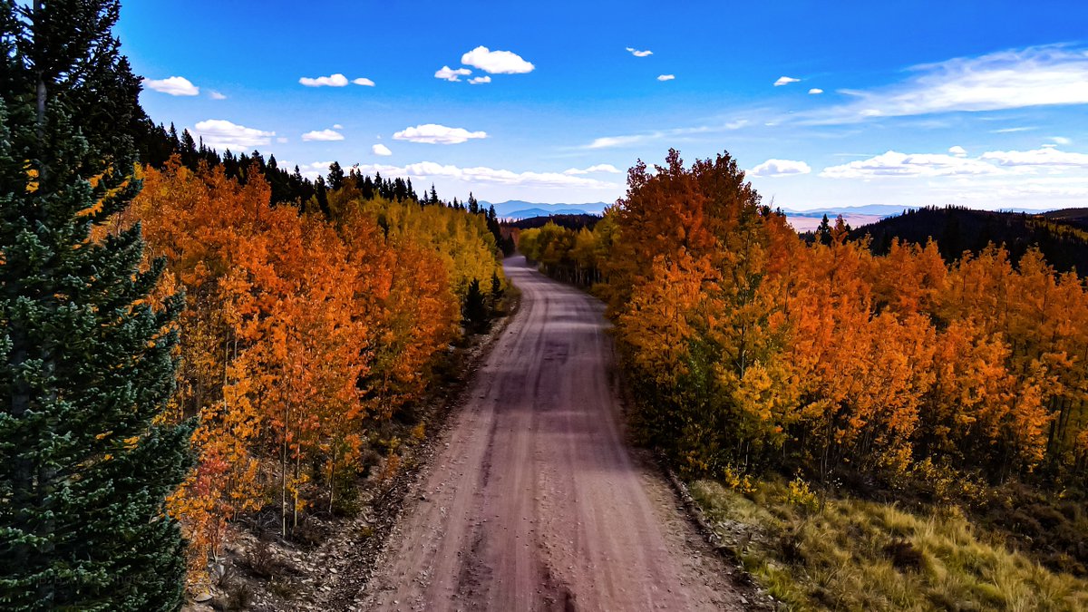 BBWolfephotos's tweet image. I’m all about nature #lookoutpoisonivy #aspentree #colorado #bbwolfephotography