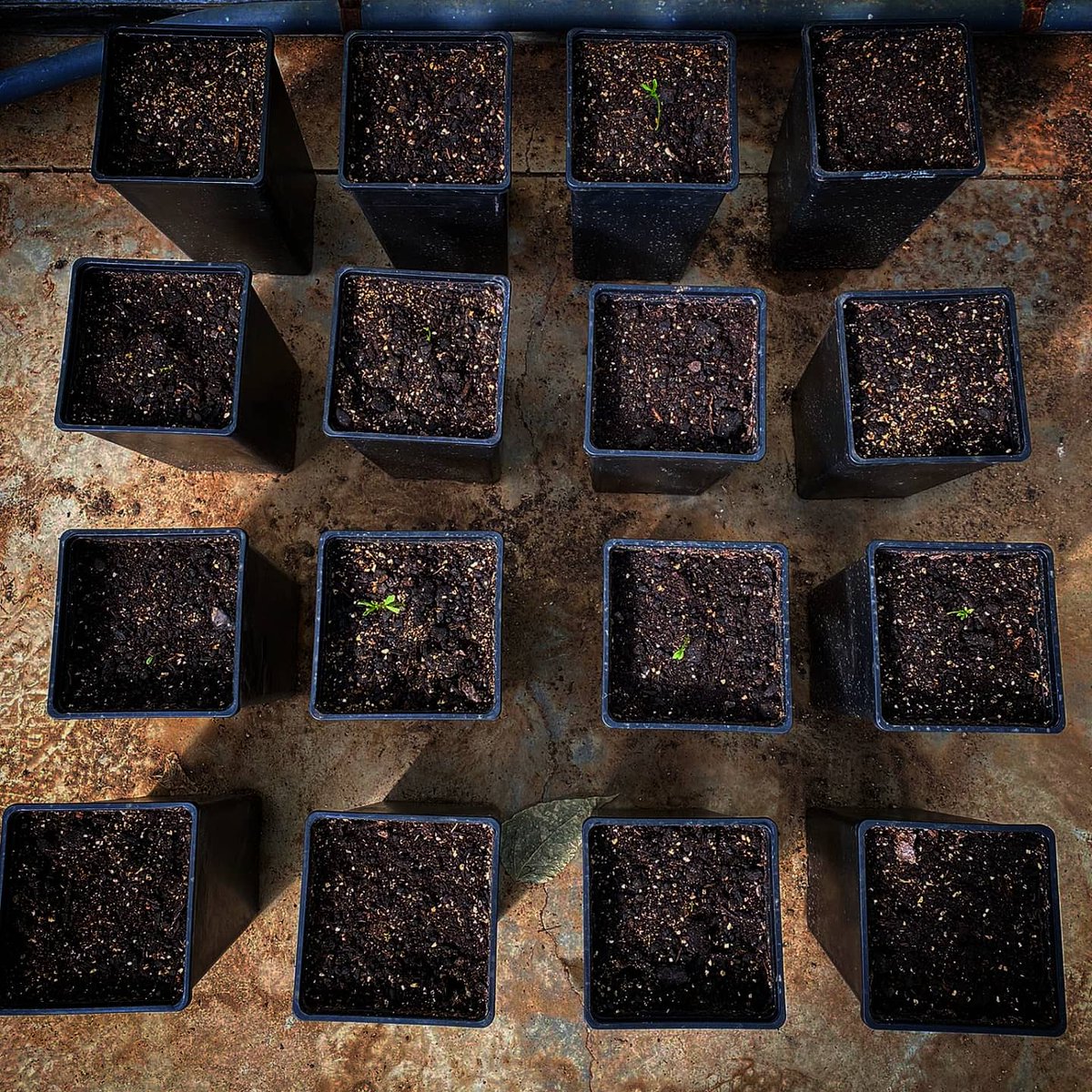 iPlantMicro's tweet photo. New project preliminary testing. A hint: lentils, alga extract and microbiomes 😉🌱🧫 Cheers up @ASofss !!! #leguminous #plantscience #iPlantMicroLab #plantmicrobeinteractions #microbiome #alagaextract #biostimulant #lentil @itqbunl @greenit_bio4sus https://t.co/uvRxnJqNVg