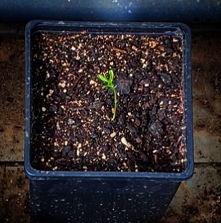 iPlantMicro's tweet photo. New project preliminary testing. A hint: lentils, alga extract and microbiomes 😉🌱🧫 Cheers up @ASofss !!! #leguminous #plantscience #iPlantMicroLab #plantmicrobeinteractions #microbiome #alagaextract #biostimulant #lentil @itqbunl @greenit_bio4sus https://t.co/uvRxnJqNVg