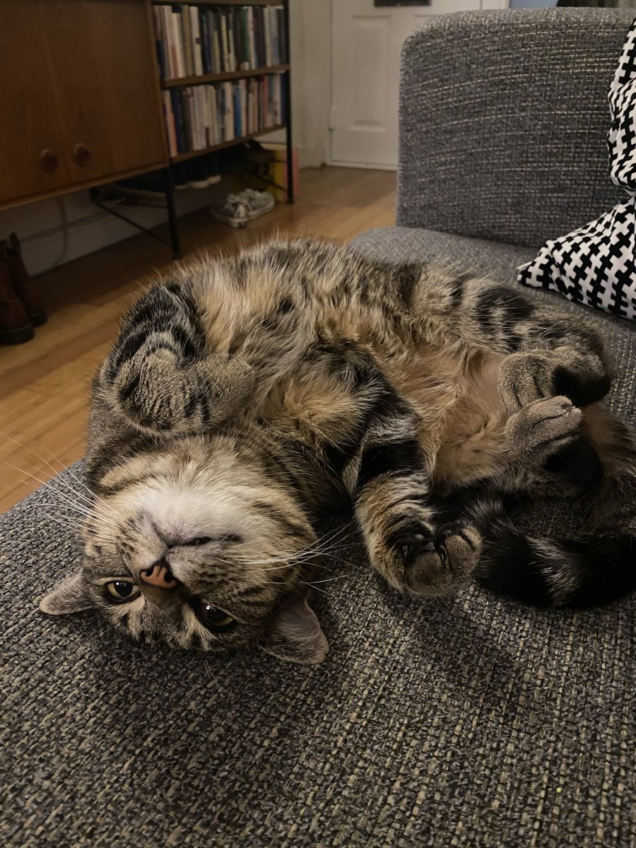 thecatreviewer's tweet photo. Er clearly apex predator actually https://t.co/NtKNbbwYRO