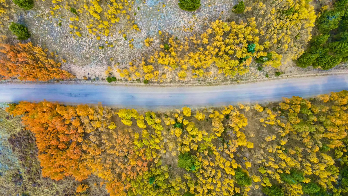 BBWolfephotos's tweet image. Not all those who wander are lost, but I sure as fuck am #bbwolfephotography #aspentree #photography #nature