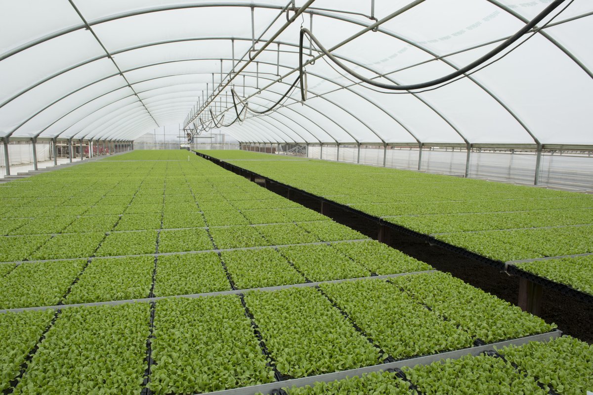 planttape's tweet photo. PlantTape nursery production is unlike any other and leads to a dramatic increase in production. PlantTape can produce 1,000,000 seedlings per 5,000 sq. ft. of greenhouse. Increase your nursery efficiency with PlantTape today. 

#planttape #agtech #transplanting #agriculture https://t.co/JfHRLJbyz0