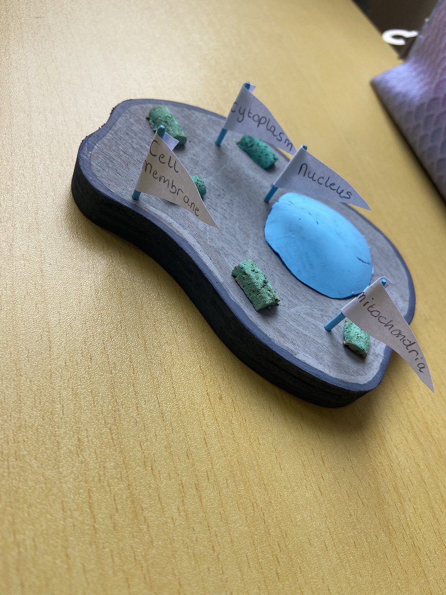 TeachMeAgri's tweet image. It’s that time of year again #cellmodels #jcscience