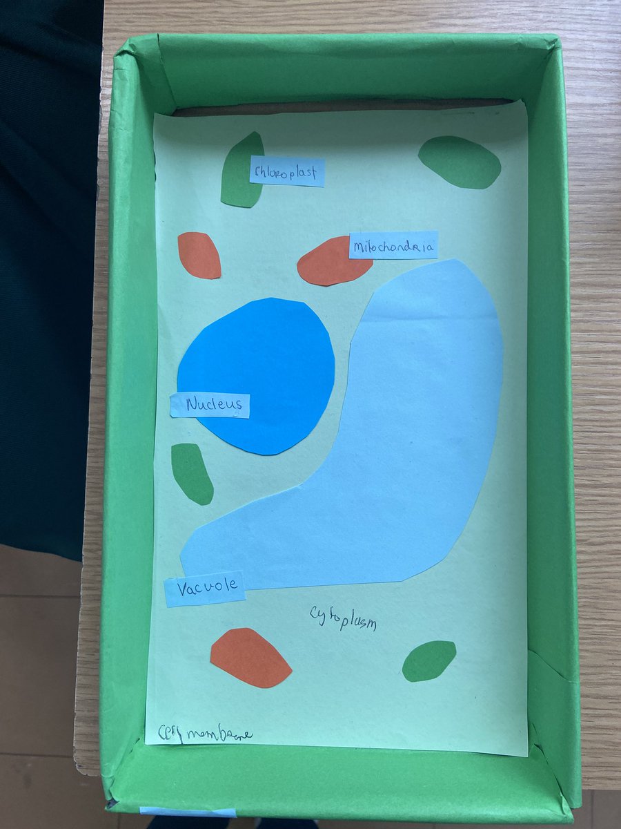 TeachMeAgri's tweet image. It’s that time of year again #cellmodels #jcscience