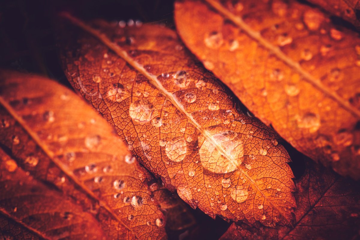 JoniNieme's tweet photo. Drop on a autumn leaves after a rainy day.
https://t.co/y51X34qXy8 https://t.co/no47SLgEXu