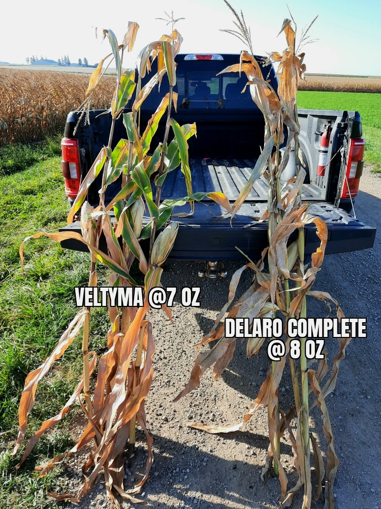 wadeoehmichen's tweet photo. @RyanBenjamins Here's a photo from Southern Wisconsin I took this morning, treated July 16. https://t.co/sPujm5e3eu