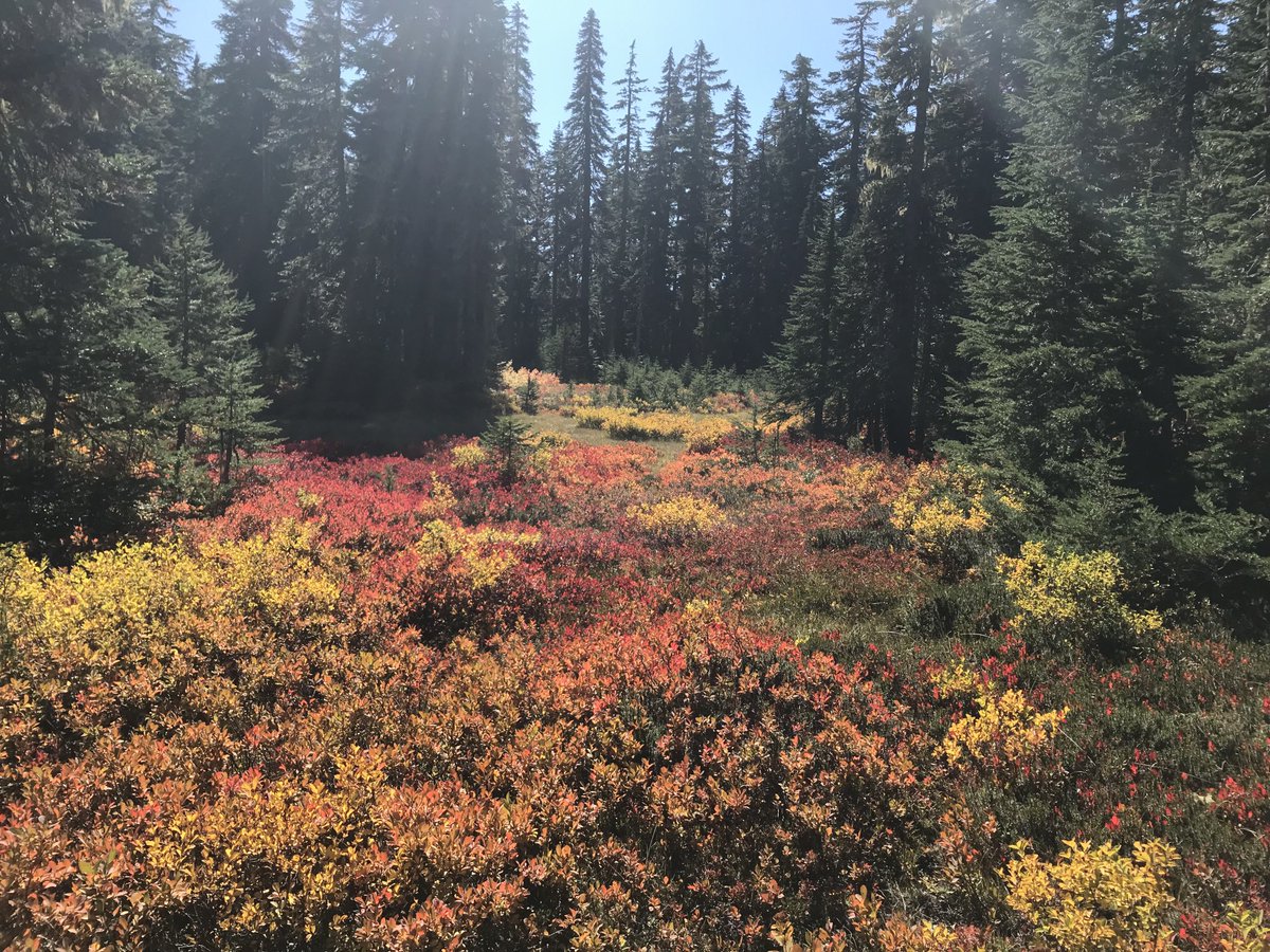 Julia Maxson tweet media