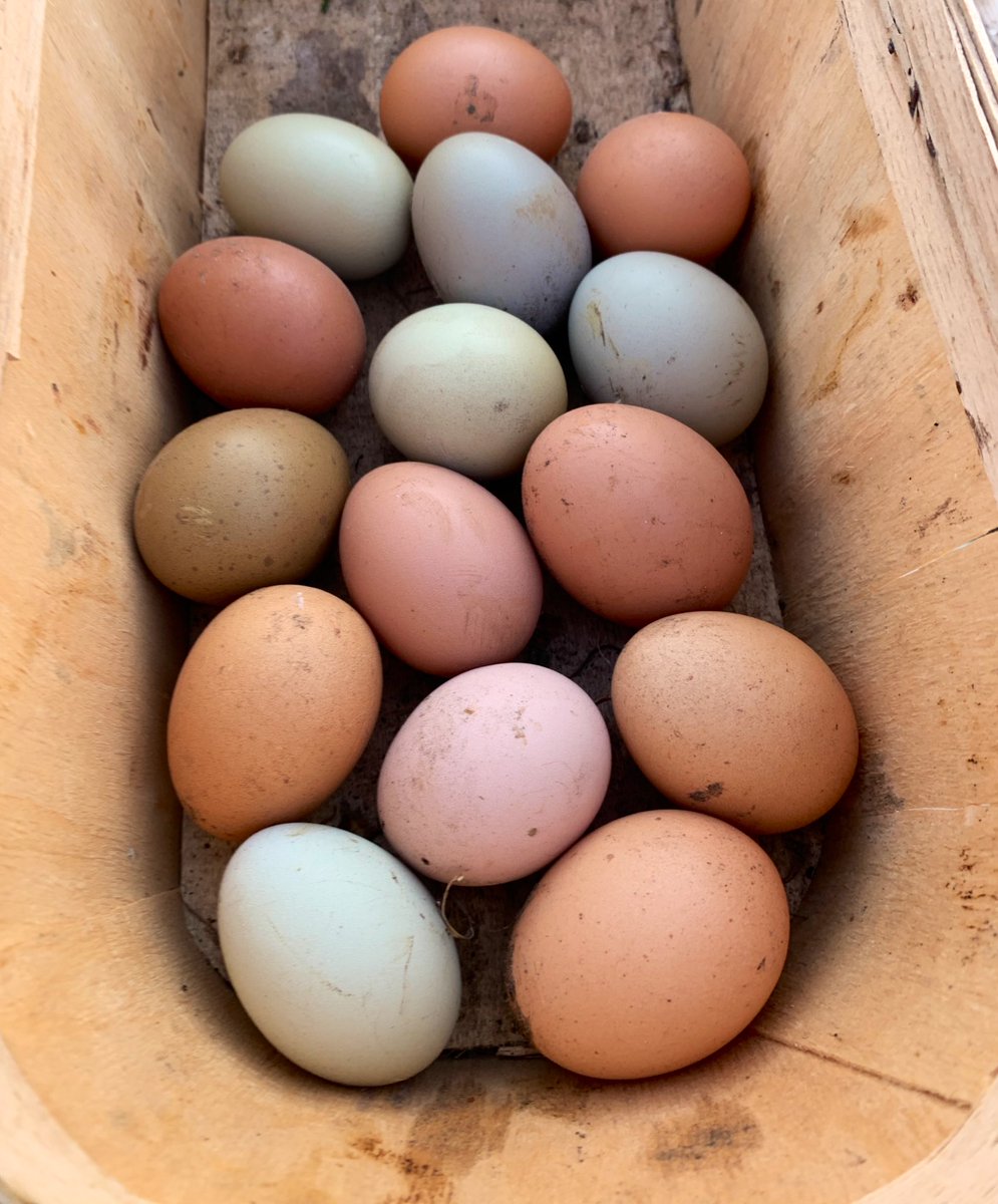 Our eggs have gotten progressively more colourful over the years 🌈