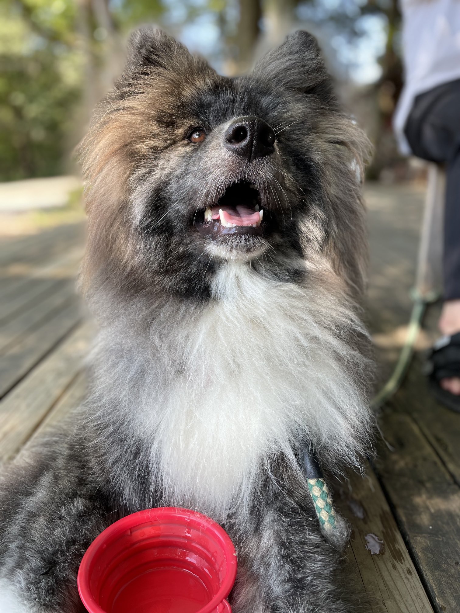 秋田犬ぽんた Sachiyoshirai Twitter