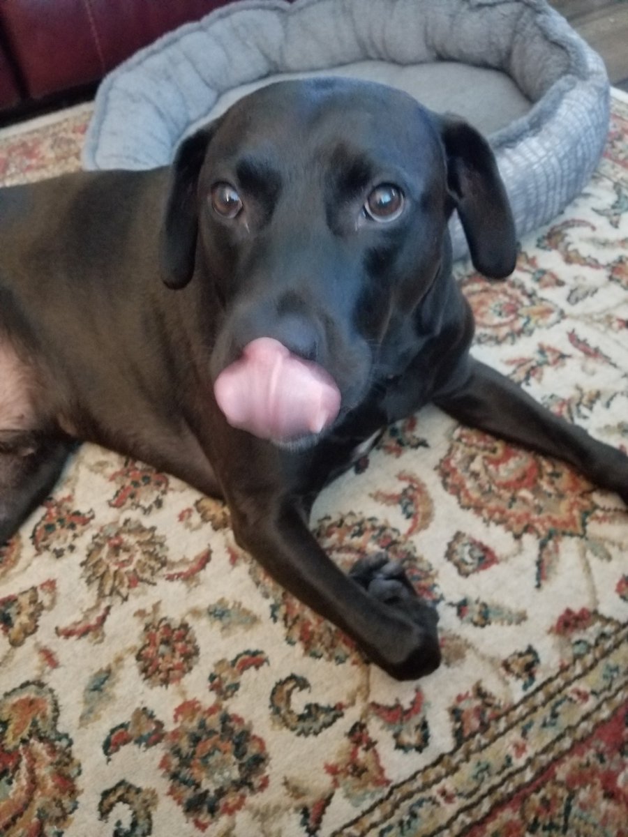 cherann49's tweet photo. Mom was so excited that she caught me yawning - we are hereby wishing you all a Happy Early Tongue out Tuesday!!!!!#rescuedog #labpitt #dogsoftwitter #AdoptDontShop https://t.co/G4cPGOyP9h
