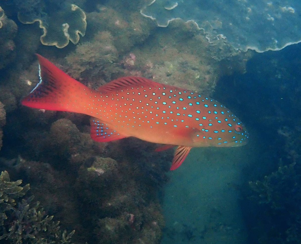 coralseafound's tweet photo. Images collected with the Olympus TG6 cameras supplied by @Olympus_au

https://t.co/9DapDWKXFj

#coralseafoundation #yunbenun #magneticisland #greatbarrierreef #coralreef #reefsurvey #reefalive #marinescience https://t.co/kXQlnCapEq