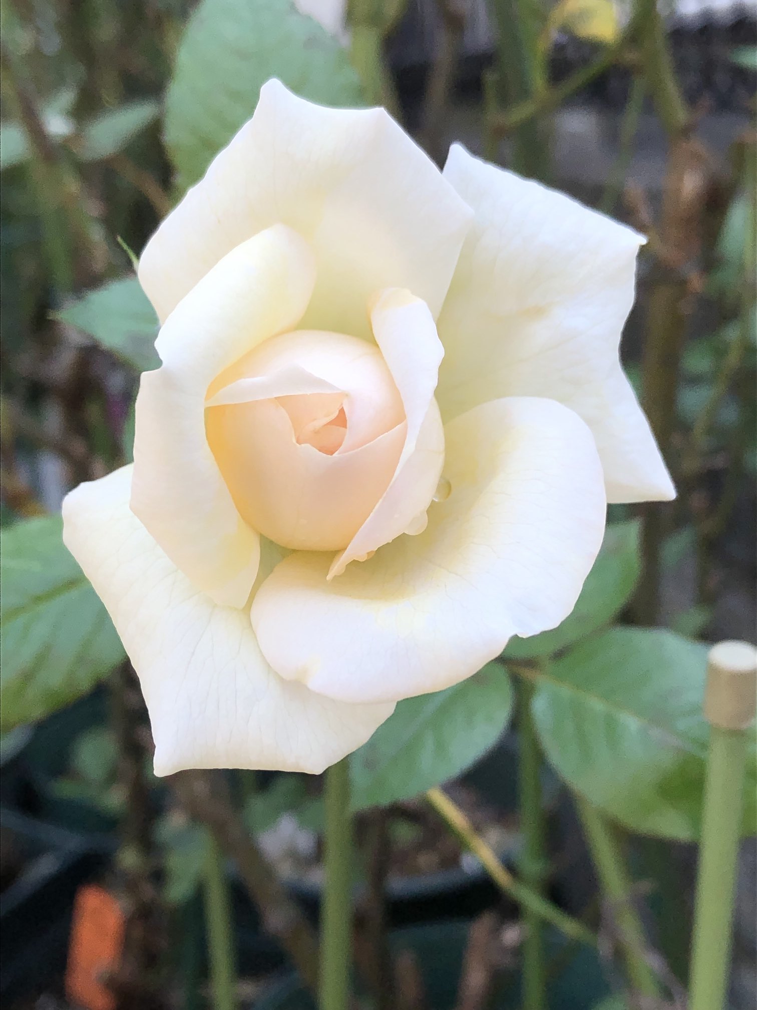 Nobu モーニングローズ エルヴィス T Co 8zgbij9z7m Twitter