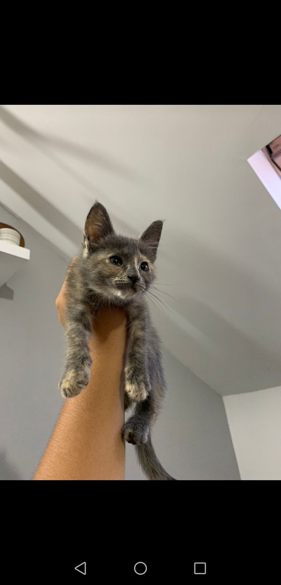 Se regala gatita
⬇️⬇️⬇️⬇️⬇️⬇️⬇️