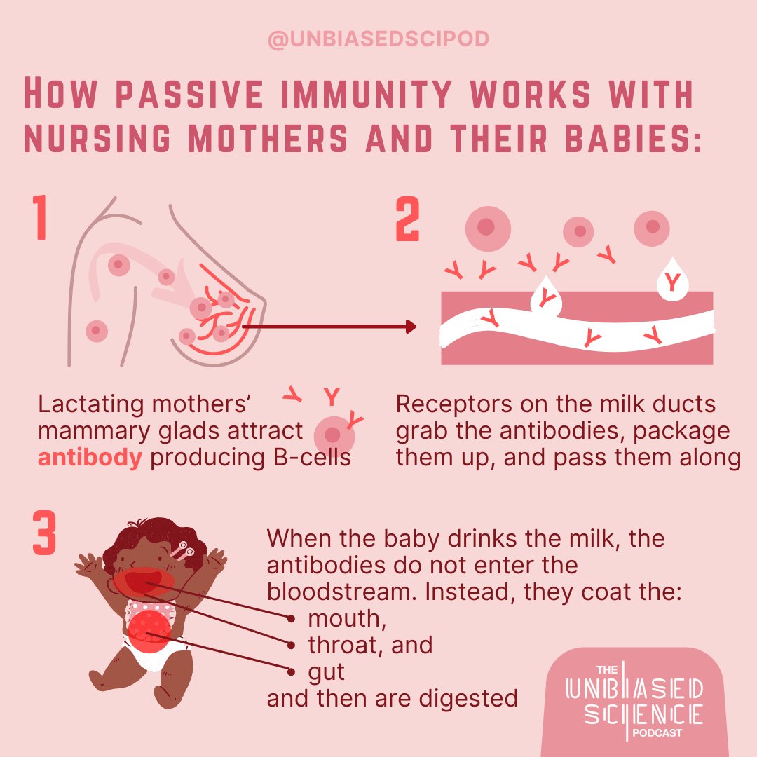 unbiasedscipod's tweet photo. 2/2 #Vaccination is the best way to reduce risks related to COVID-19 for both a mother and her baby. Babies of #lactating mothers who are vaccinated against COVID-19 will benefit from passive immunity. Please see our diagram on how #passiveimmunity works!
https://t.co/qP7kCG1vA8 https://t.co/BuwCVN4h4i
