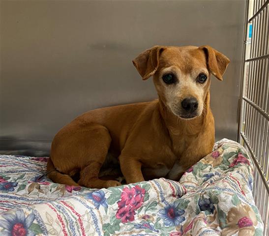 It's #MeetMeMonday, the best way to start your week on the right paw! Meet Jackson the rabbit, Jonesy the cat, and Reid the chihuahua mix. Please spread the word and help these darlings find a new home! More info here: pets.hsppr.org
#HappyTailsHappyHearts #adopt #Pueblo