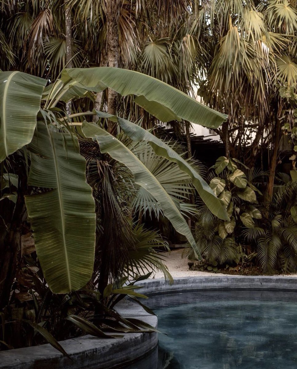 ARCHLABEL's tweet photo. Treehouse, Tulum. https://t.co/9xmE03lIjs
