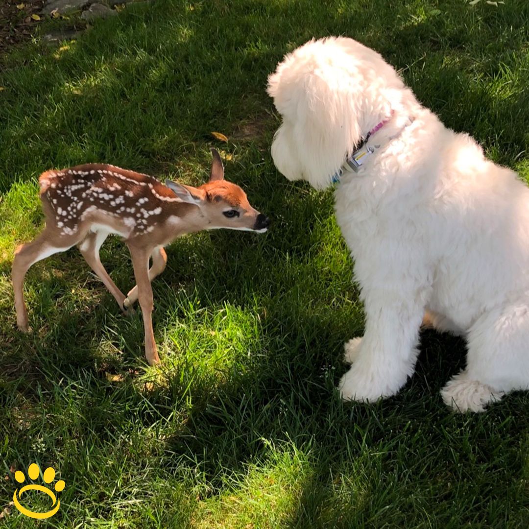 HaloCollar's tweet photo. Sadie is making new friends outside! 😍
.
.
.
#halocollar #halo #doglife #doglovers #dogtrainer #buzzfeedanimals #smartfence #dogcollar #dogtrainingtips #cesarsway #positivetraining https://t.co/KvPFWx3REP