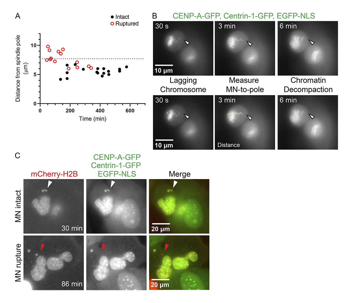 Journal of Cell Biology tweet media