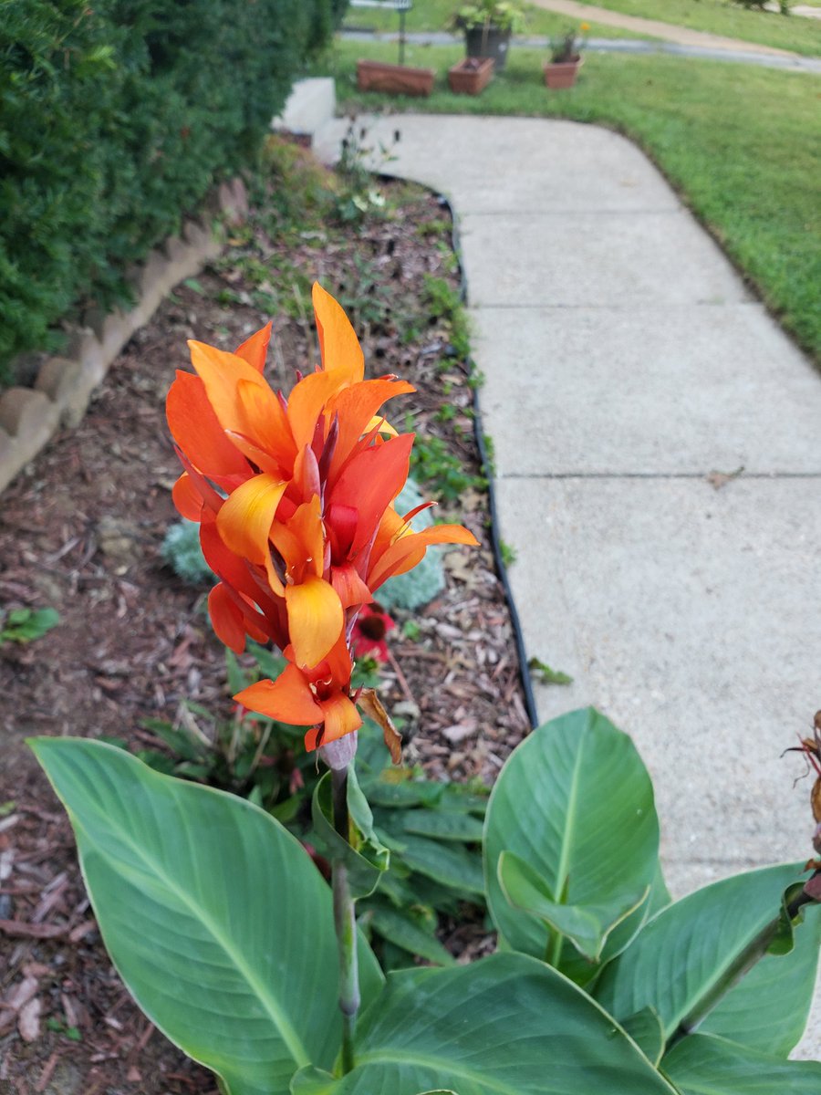 Sunrise, puffy clouds, flowers and cocao beans.  4 mile walk with my forever date this morning 🥰 It is a great day to be me ❤ 