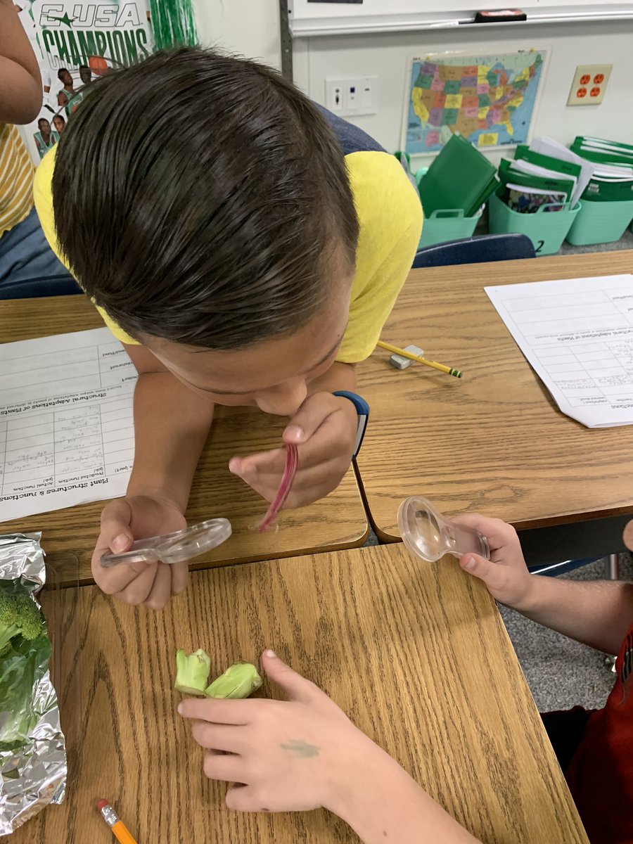 MrsO_3rdgrade's tweet photo. My room smells like a farmer’s market, but it’s all in the name of science! Exploring the transportation of a plant…stems! @TowerGarden @christy_clain @CFBRainwater @CFBISD https://t.co/ZLQrbmvogE