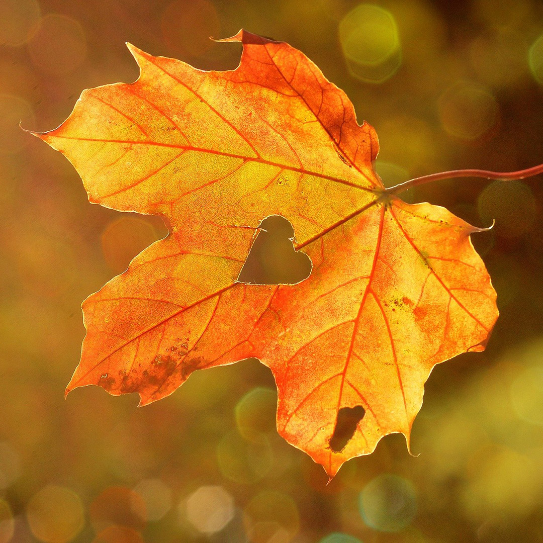 "Autumn carries more gold in its pocket than all the other seasons." ~Jim Bishop

I love Fall for so many reasons... What do you love about this season?