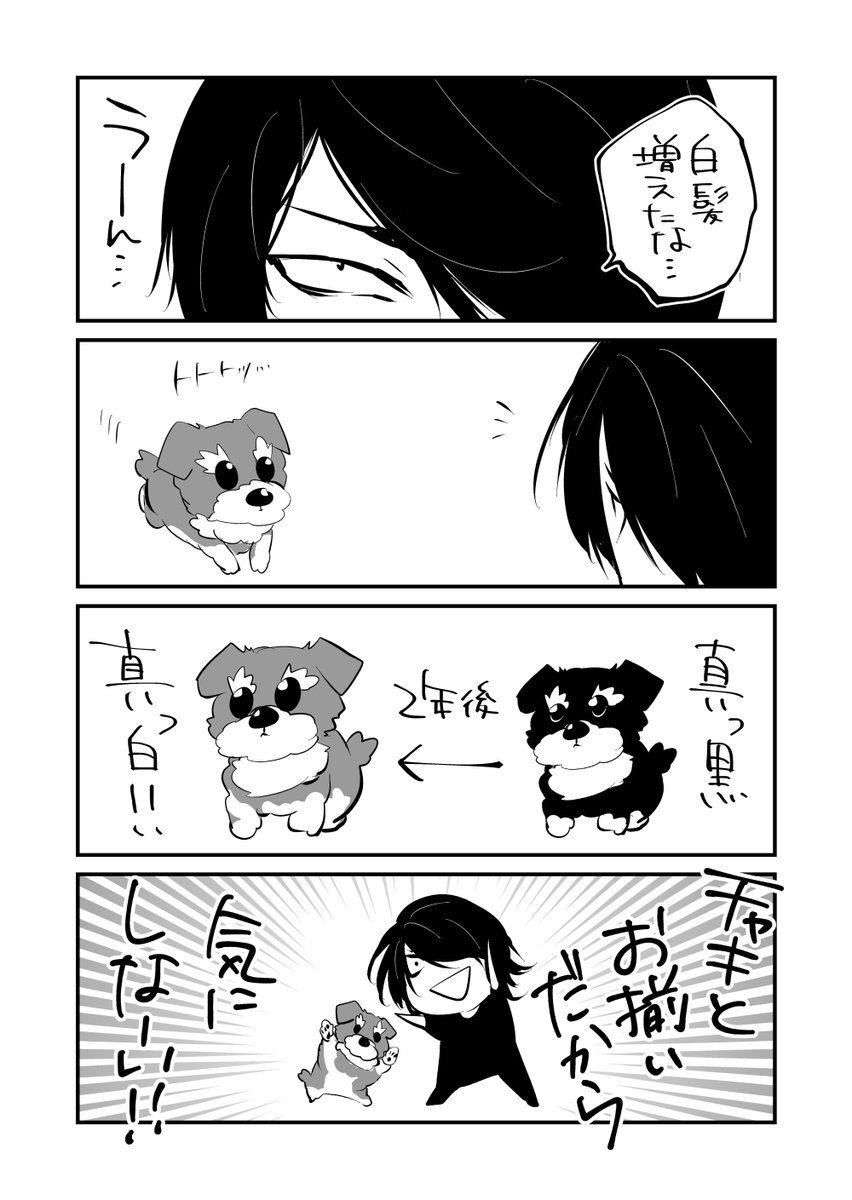 【まとめ再掲②】
チャキちゃんとの日常
～CHAKI&DATE～

#ミニチュアシュナウザー #犬好きさんと繋がりたい 