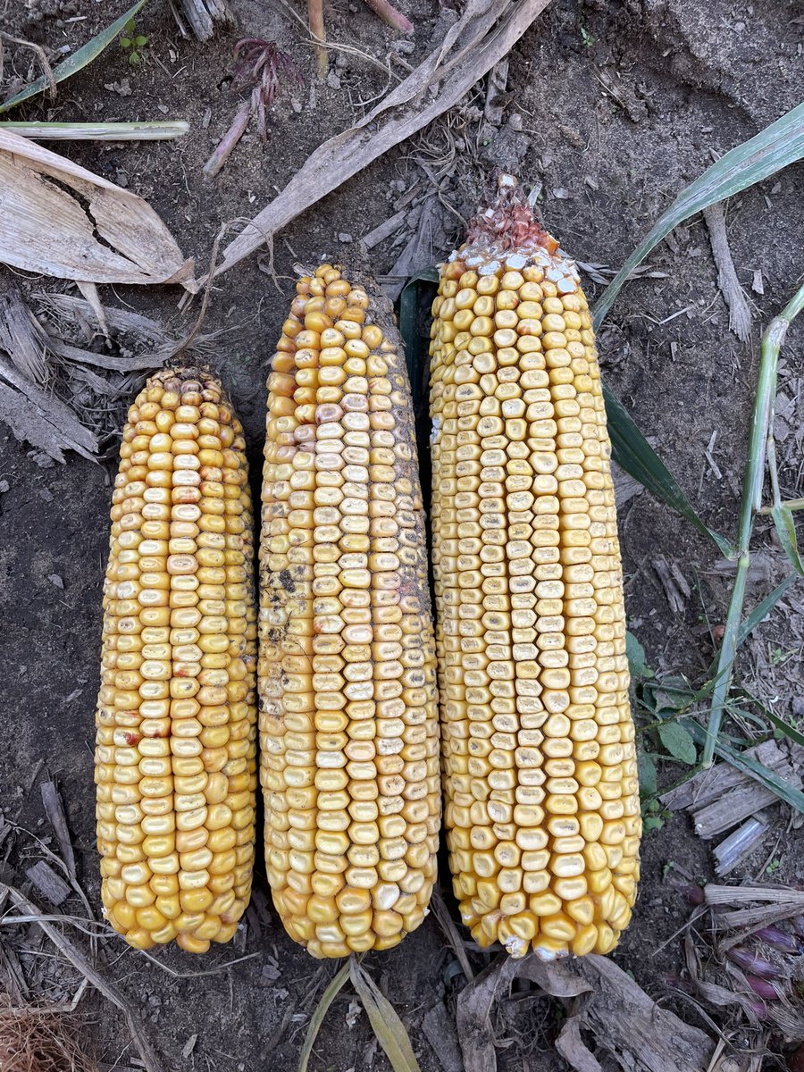 A big thank-you to those in extension and industry evaluating tar spot control options! We had the opportunity to tour trials in Rodney today and “seeing is believing” when it comes to the devastation it can cause. Hybrid selection, scouting, and proper fungicide use will be key.