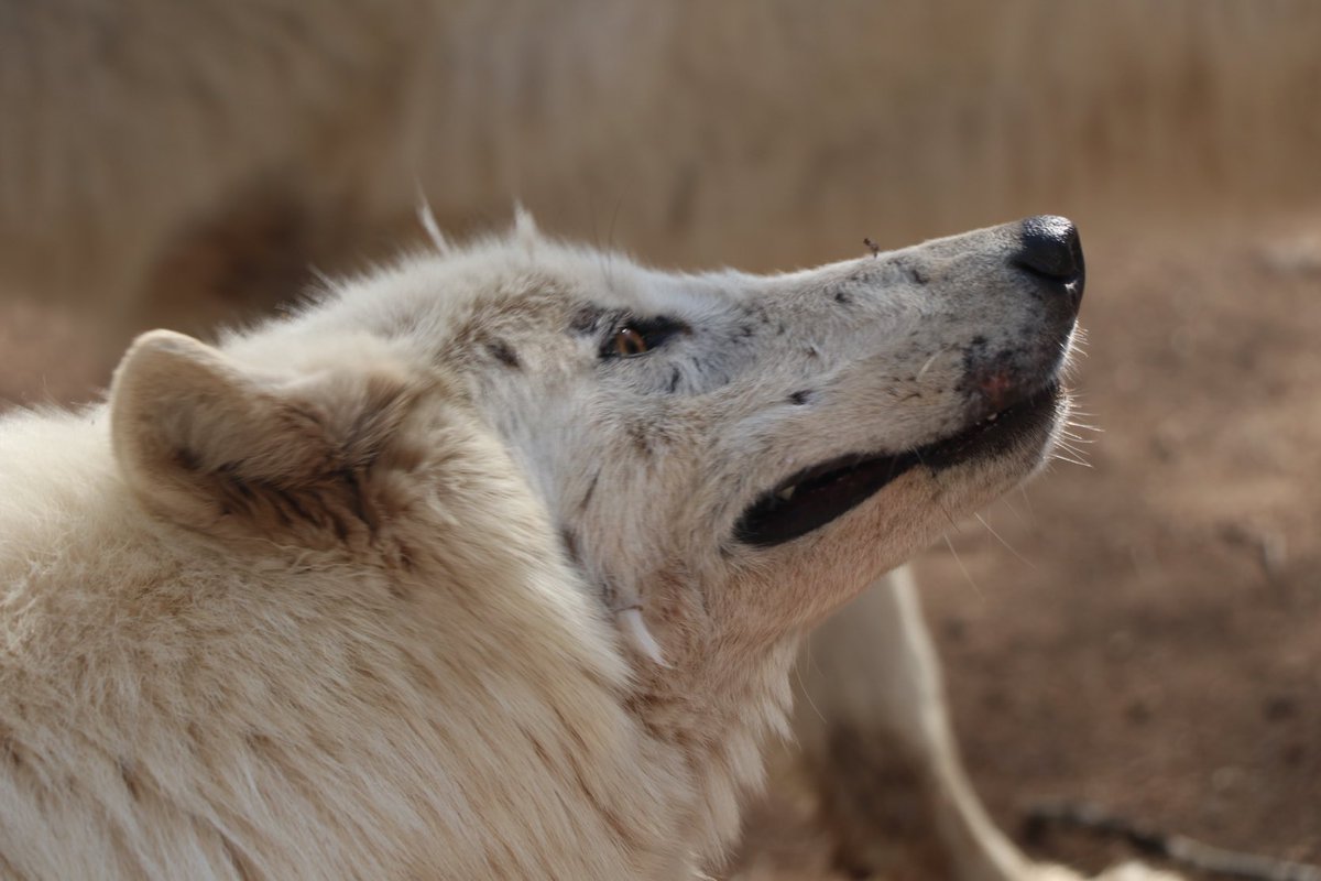 aldelafontaine's tweet photo. Qui sont les loups figurants dans le @secretshistoire de ce soir ? Les loups du Gévaudan, magnifique parc animalier de #Lozère. #Secretsd’histoire https://t.co/fV5VDr9EZH