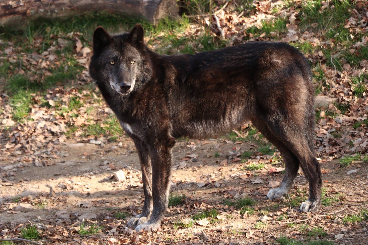 aldelafontaine's tweet photo. Qui sont les loups figurants dans le @secretshistoire de ce soir ? Les loups du Gévaudan, magnifique parc animalier de #Lozère. #Secretsd’histoire https://t.co/fV5VDr9EZH