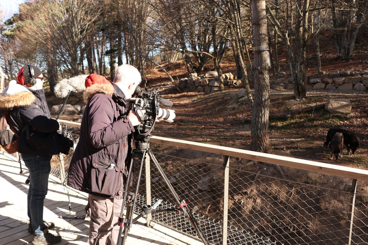 aldelafontaine's tweet photo. Qui sont les loups figurants dans le @secretshistoire de ce soir ? Les loups du Gévaudan, magnifique parc animalier de #Lozère. #Secretsd’histoire https://t.co/fV5VDr9EZH