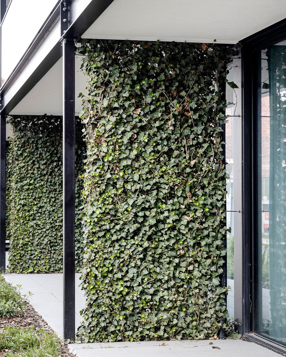 DevronLtd's tweet photo. 🚨 Live Wall In The House!

• Green Living Fences can also be used to add a green appearance to any building. This way, greenery can easily be implemented anywhere indoors or out. Learn more here: https://t.co/d55AUpAMHK

#greenwall #biodiversity #outdoorgreen #cleanair https://t.co/NyZJevsLZQ