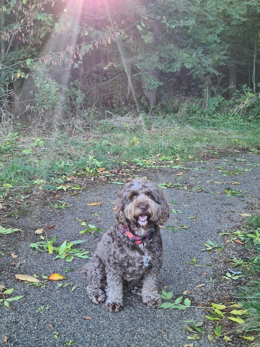 My little (well medium!) ray of sunshine after work today