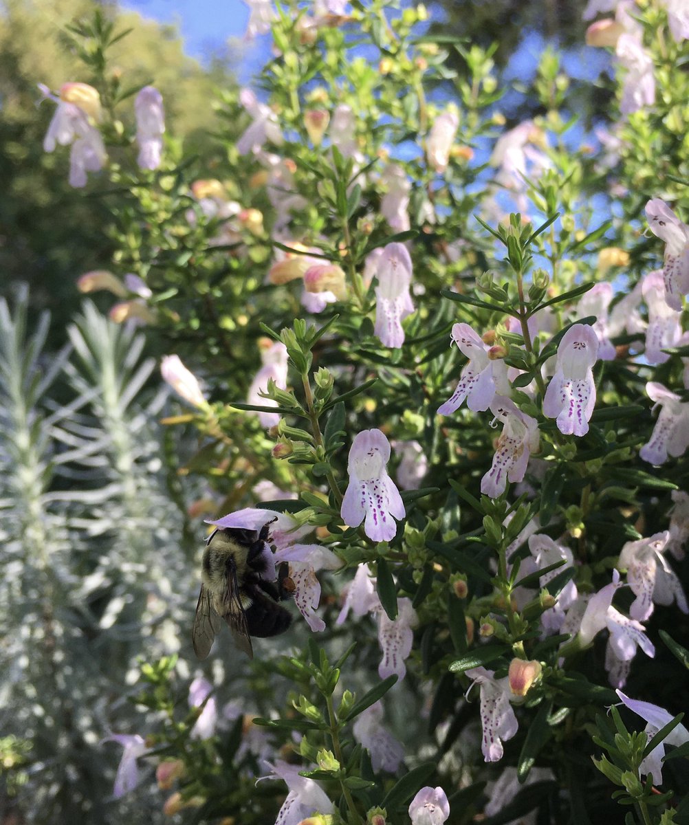 PascoExt's tweet photo. Calamint - Beautiful, underutilized, drought-tolerant, fragrant native … &amp; a pollinator-fav for these little bumblebees!

#MondayMotivation #BusyBee #FloridaFriendly #WaterWise #AttractWildlife #Pollinators #NativeBees #NativePlants #FloridaFallColor https://t.co/5t7l820zjm