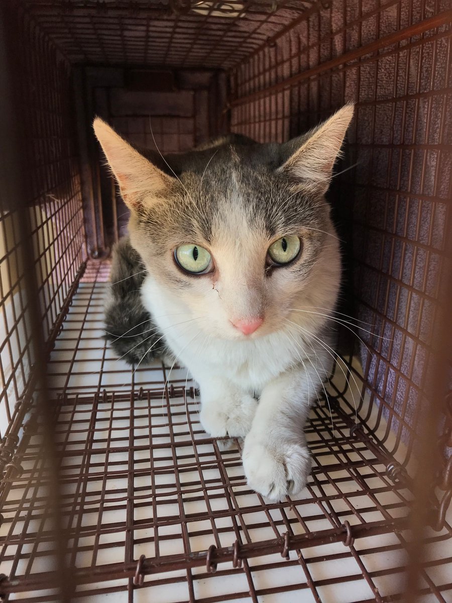 Shout out to Sunny and the Trap Neuter Return (TNR) Program in Pueblo for making a HUGE impact on Friday! TNR staff, volunteers, and colony managers worked together to catch, spay/neuter, vaccinate, and return 47 community cats into their natural habitat. #HappyTailsHappyHearts