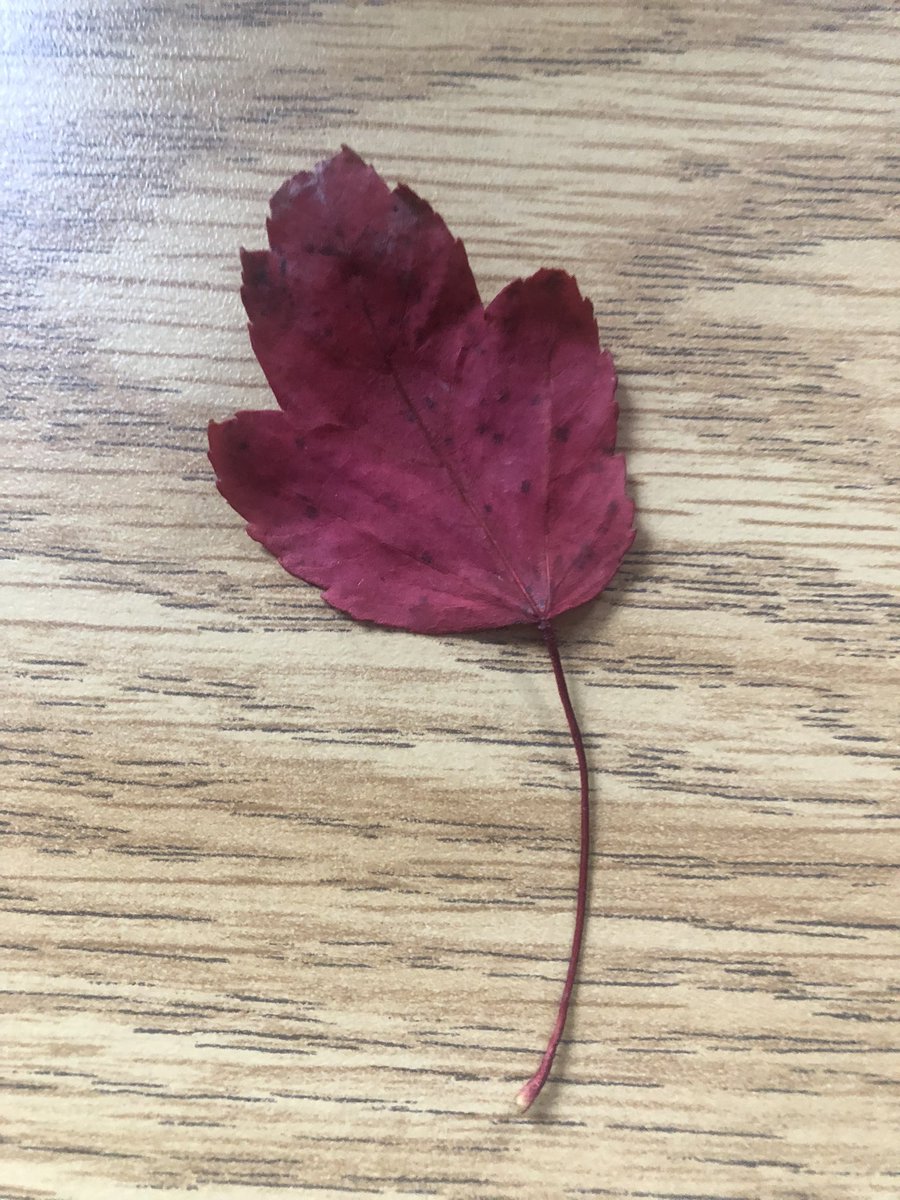 IFerritto's tweet photo. En 2e année, nous avons commencé notre unité à l'automne. Un de mes belles élèves m'a donné une feuille. Nous avons parlé des belles couleurs que nous trouvons à l'automne. Demandez à vos enfants quelles couleurs ils voient en automne! @MrsRoche_Ber @MrsEaton_BER https://t.co/puIPkhMCW7