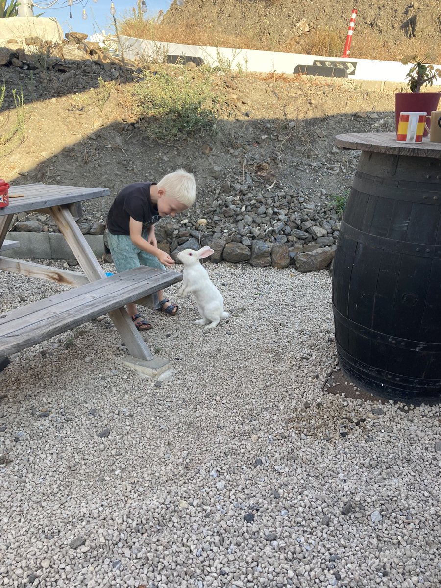 ‘Ons’ albino konijn! Fynn zorgt er goed voor😀 #milucar #torrox #mejorclimadeeuropa #camper #area #conejo #konijn #autocaravana #stellplatz