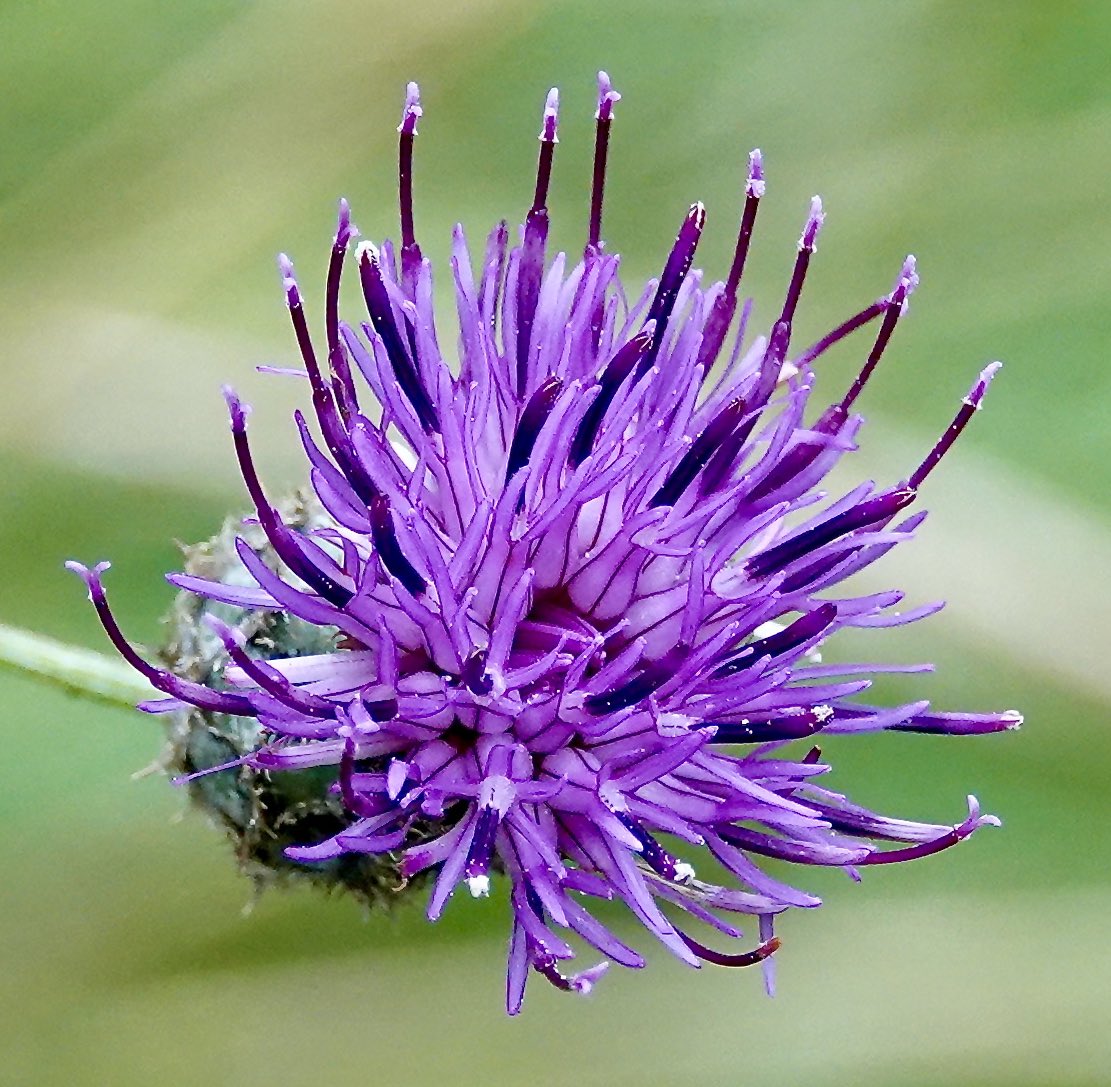 ClaytonMeadow (@claytonmeadow) on Twitter photo Last of the summer #wildflowers in #ClaytonMeadow #Dorset. Itβs a travesty if the #nationaltrust sell Clayton Meadow for development against the wishes of Dame Barbara Clayton who gifted it to them. #biodiversity #COP26 #wildflowerhour #TwitterNatureCommunity <a href="/SaveBondsMeadow/">π³ Save Bonds Meadow π³</a> Last of the summer #wildflowers in #ClaytonMeadow #Dorset. Itβs a travesty if the #nationaltrust sell Clayton Meadow for development against the wishes of Dame Barbara Clayton who gifted it to them. #biodiversity #COP26 #wildflowerhour #TwitterNatureCommunity <a href="/SaveBondsMeadow/">π³ Save Bonds Meadow π³</a>