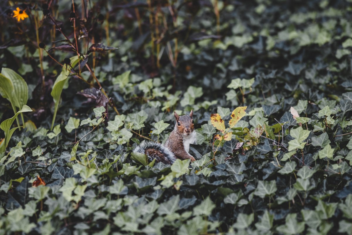 VTFacilities's tweet photo. Name a university with more photogenic squirrels. We'll wait. 👏👏 https://t.co/eCaFloUXok